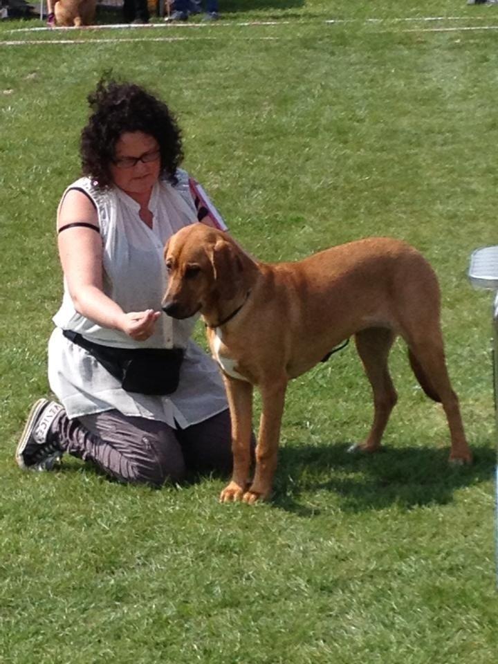 Broholmer Vega billede 14