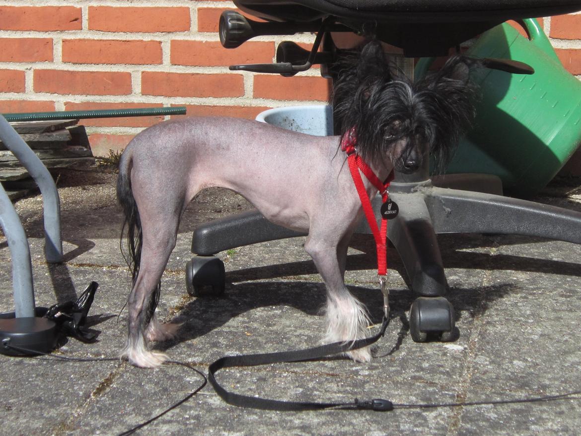 Chinese crested hårløs Belika billede 7