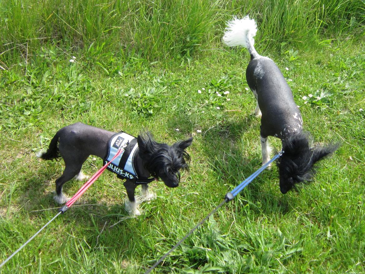 Chinese crested hårløs Belika - Dejlig tur til Stevns Klint billede 13