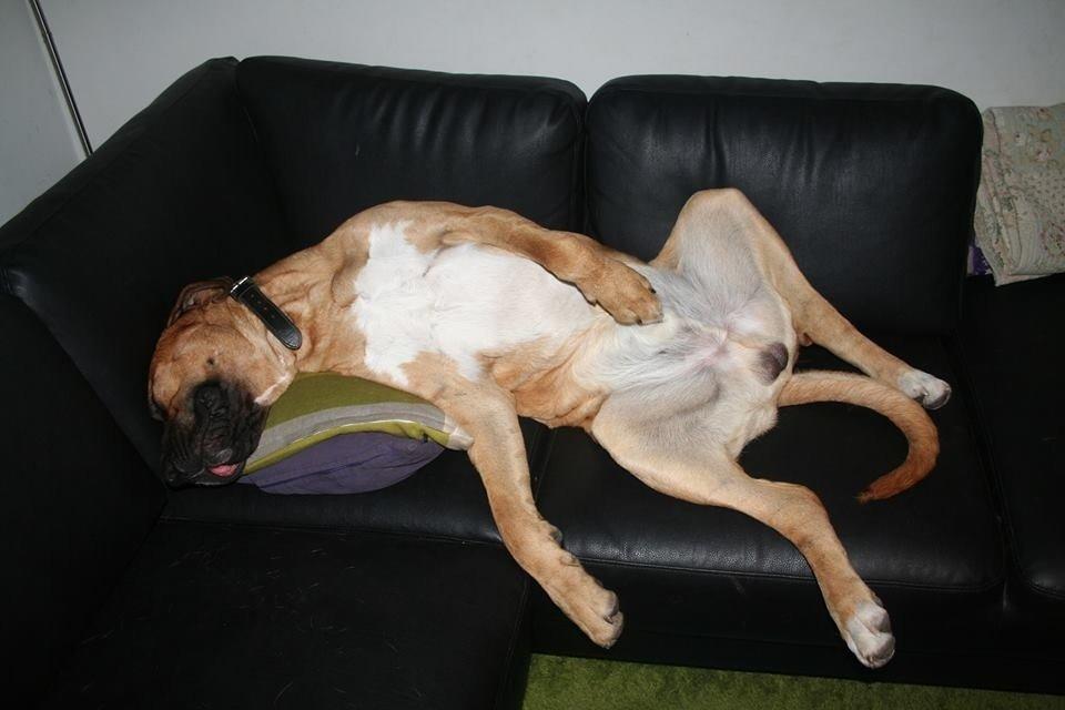 Broholmer Humle billede 8