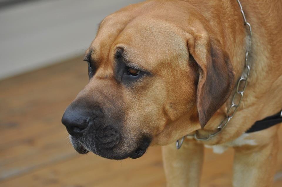 Broholmer Humle billede 10