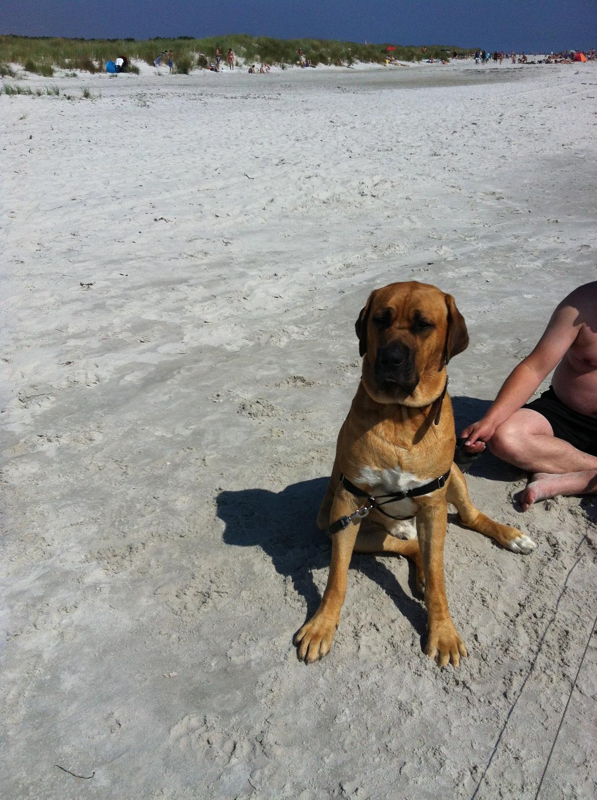 Broholmer Humle billede 9