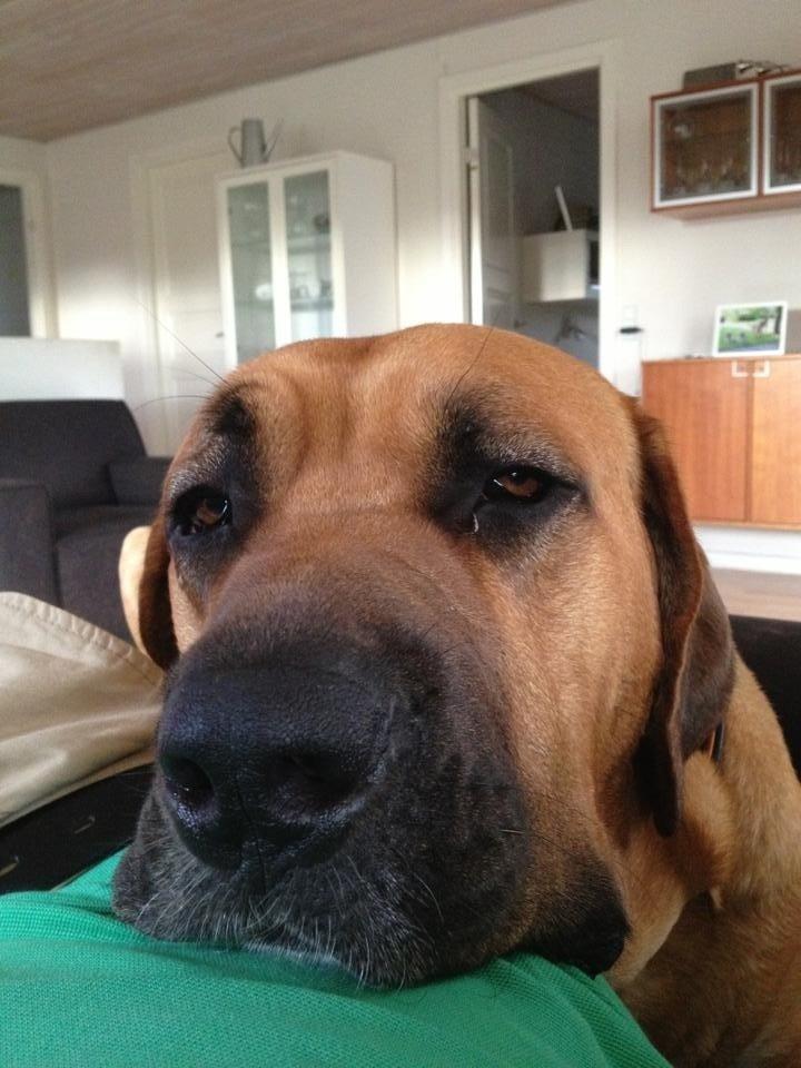 Broholmer Humle billede 11