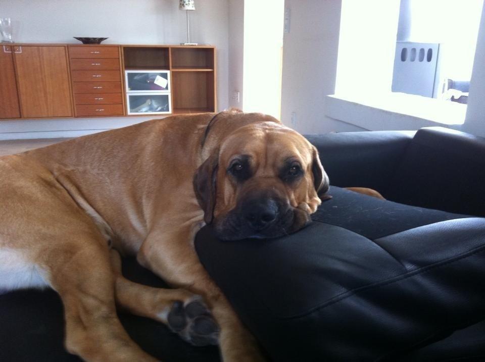 Broholmer Humle billede 12