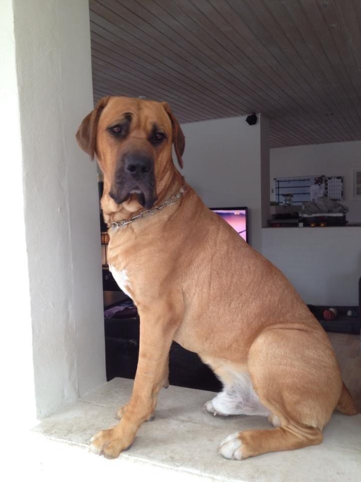 Broholmer Humle billede 13