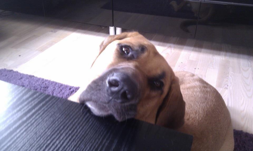 Broholmer Humle billede 14