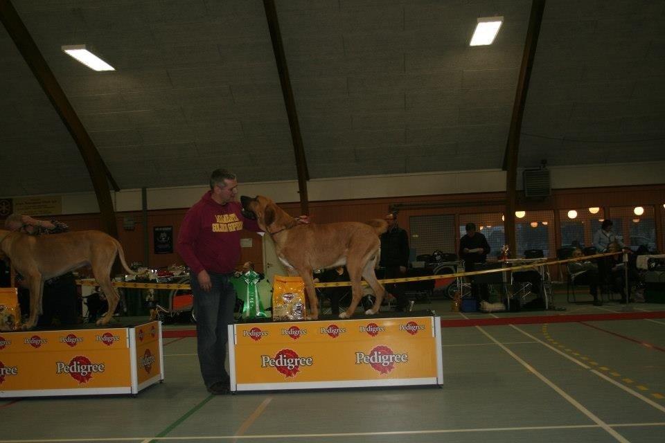 Broholmer Humle billede 15