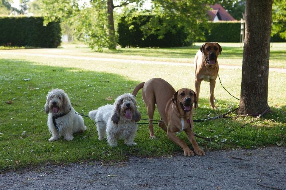 Petit basset griffon wendéen Buddy billede 9