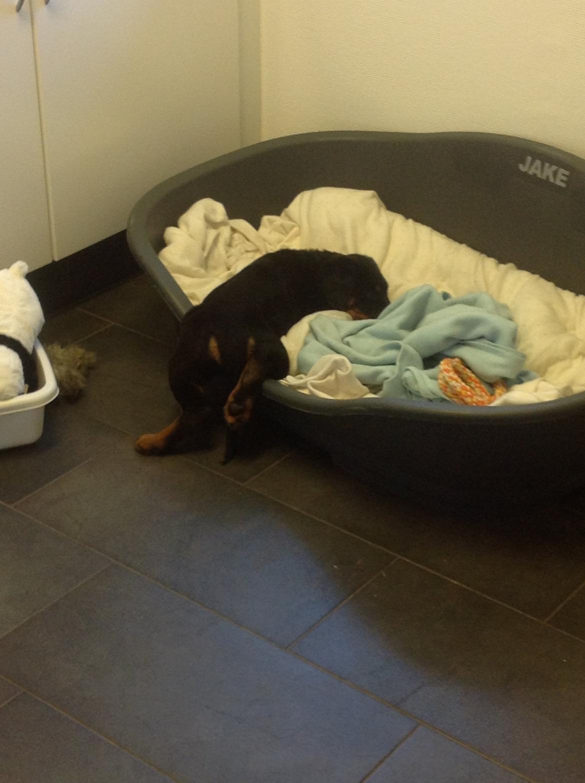 Rottweiler Kakestto's Jake billede 16