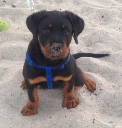 Rottweiler Kakestto's Jake billede 15