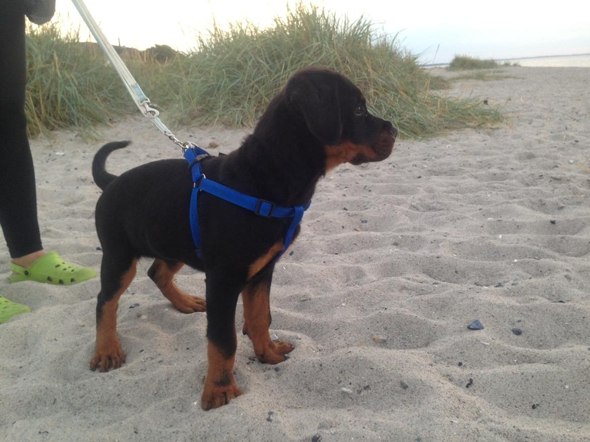 Rottweiler Kakestto's Jake billede 17