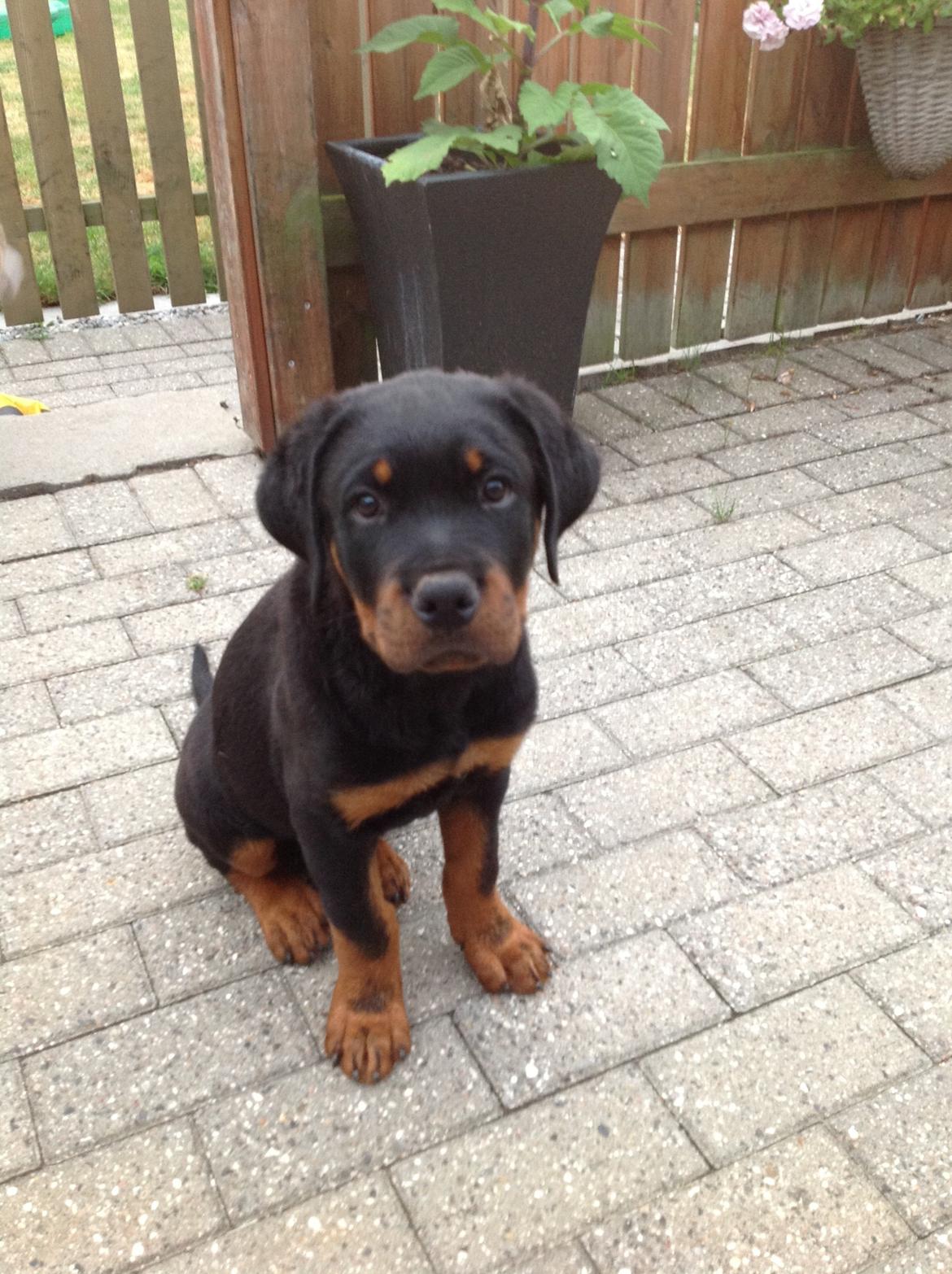 Rottweiler Kakestto's Jake billede 18