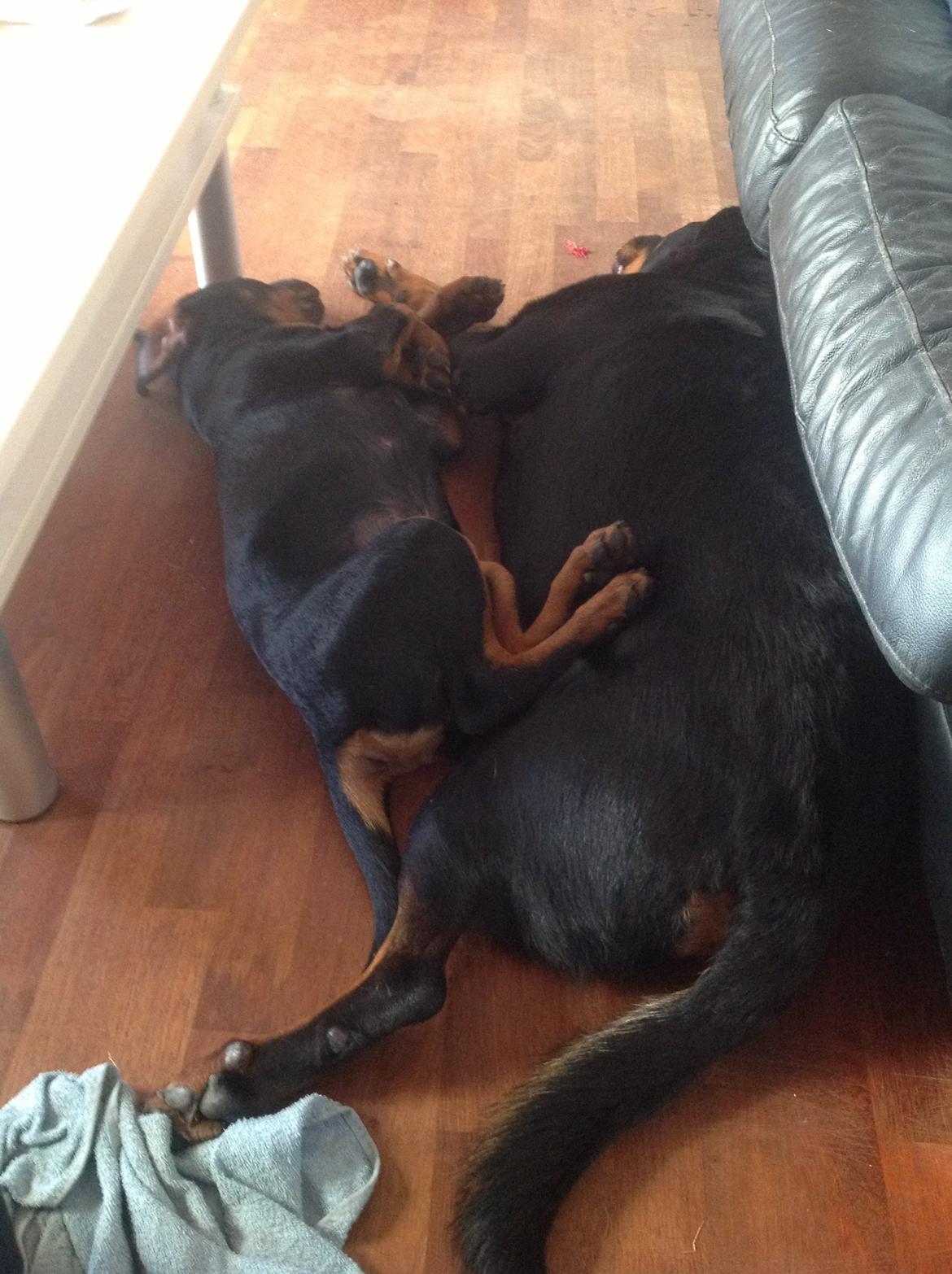 Rottweiler Kakestto's Jake billede 19