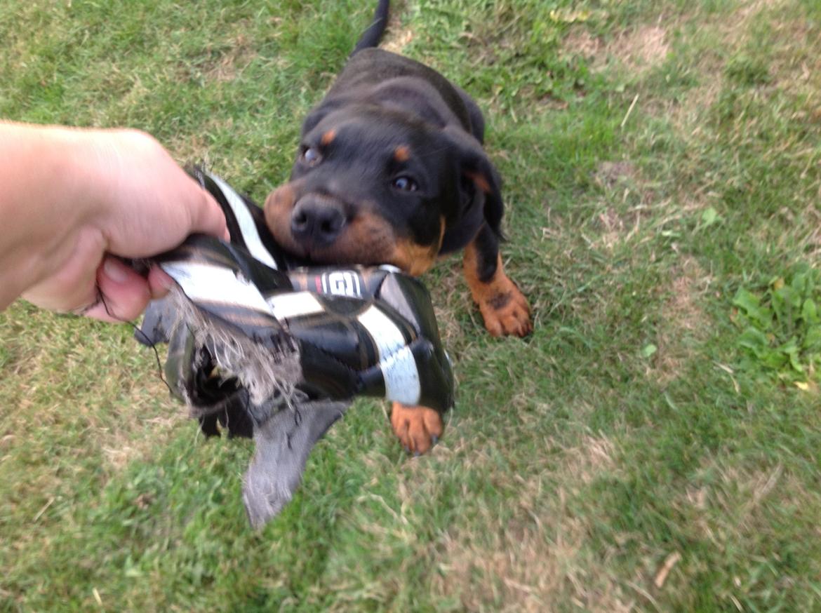 Rottweiler Kakestto's Jake billede 20