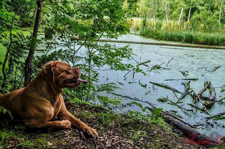Dogue de bordeaux Emma (Tinke Grandis) billede 1