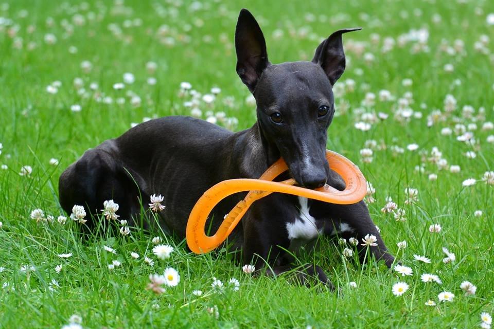 Whippet StarRunners Sadie billede 1