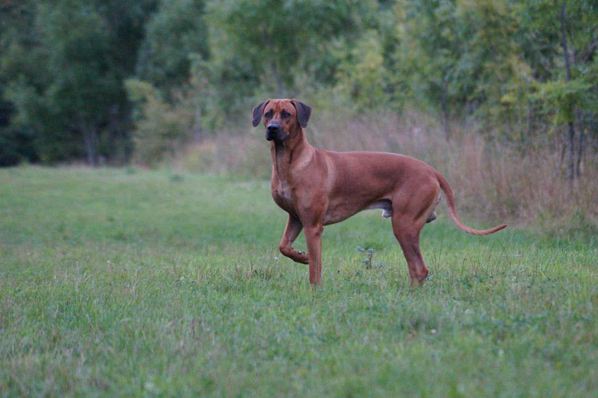 Rhodesian ridgeback Kuzungas Hamisi Aslan billede 11