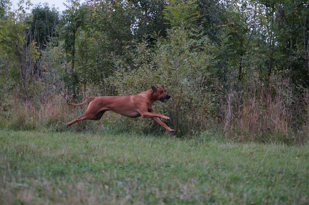 Rhodesian ridgeback Kuzungas Hamisi Aslan billede 12