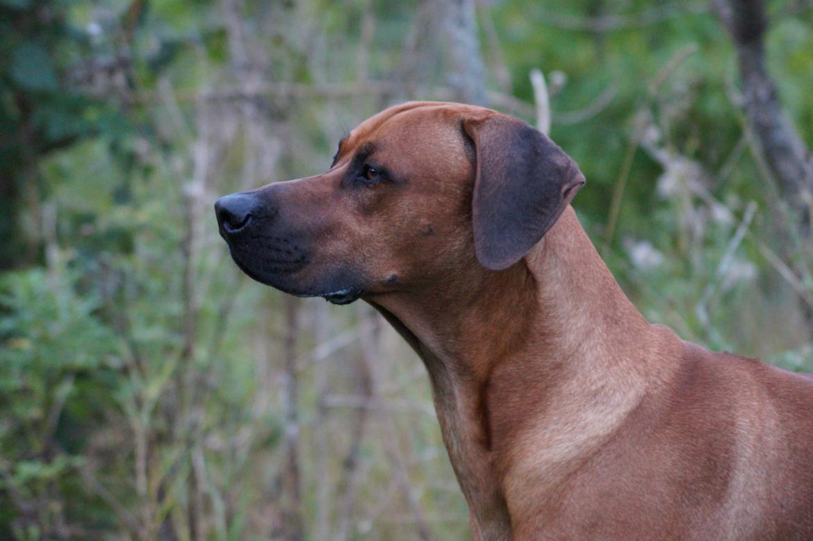 Rhodesian ridgeback Kuzungas Hamisi Aslan billede 14