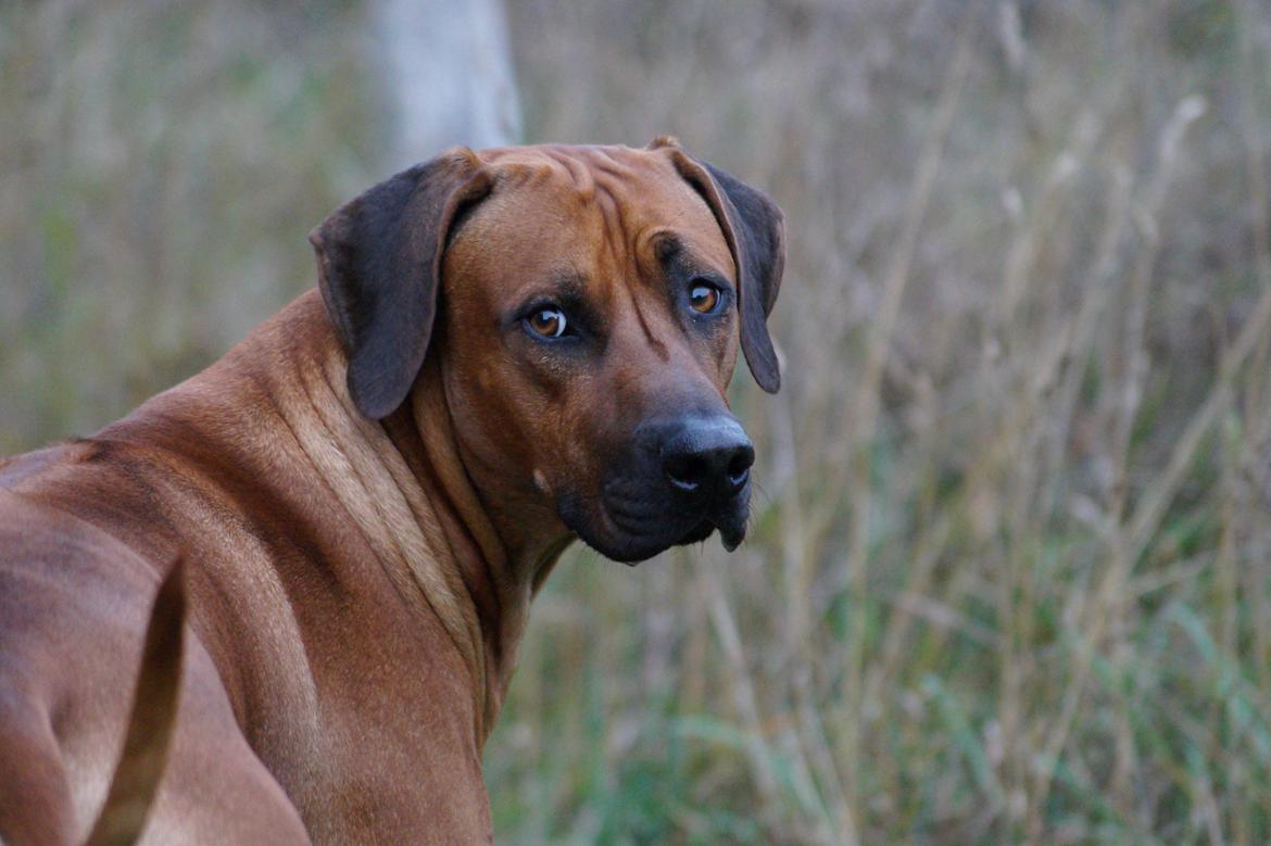 Rhodesian ridgeback Kuzungas Hamisi Aslan billede 15