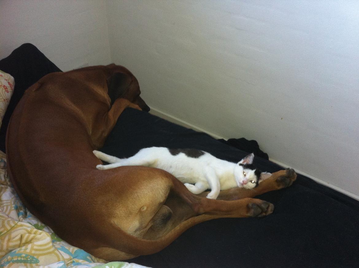 Rhodesian ridgeback Kuzungas Hamisi Aslan billede 17
