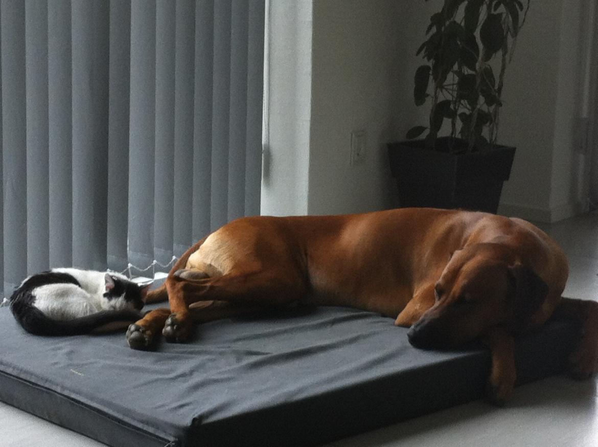 Rhodesian ridgeback Kuzungas Hamisi Aslan billede 18