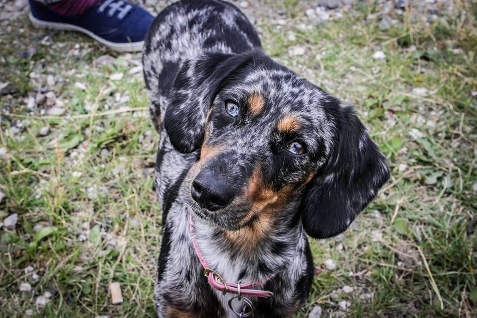 Blanding af racer 'Begga' Gravhund/DSG "Blue merle" - Hejsa ;) billede 1