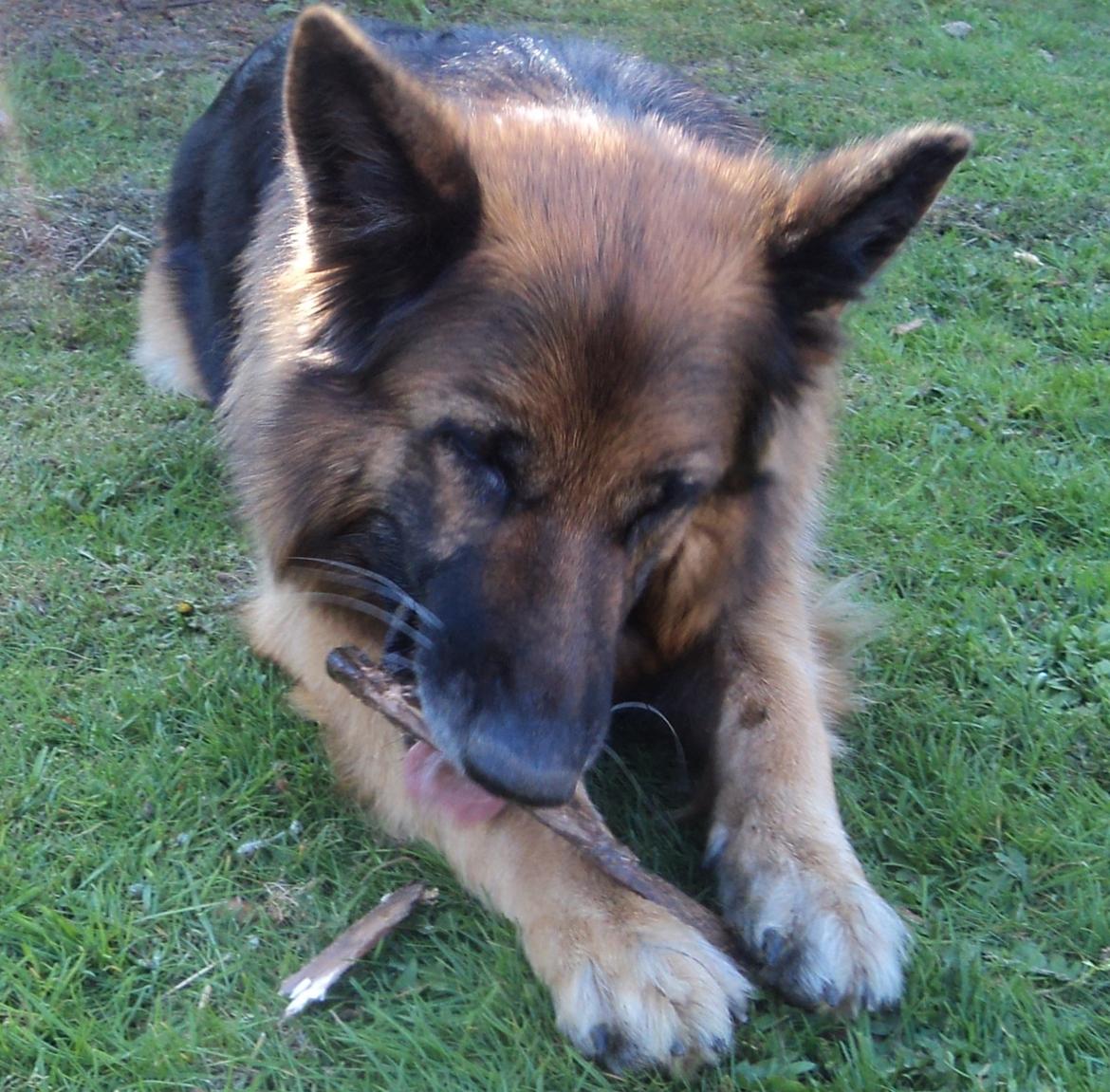 Schæferhund Freja billede 1