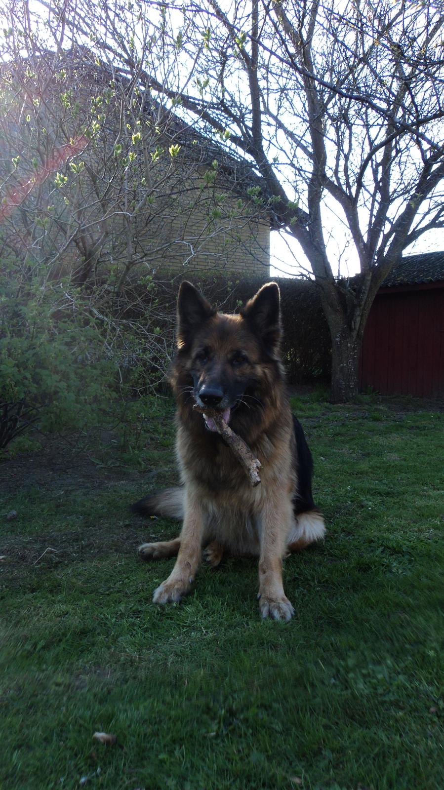 Schæferhund Freja billede 2