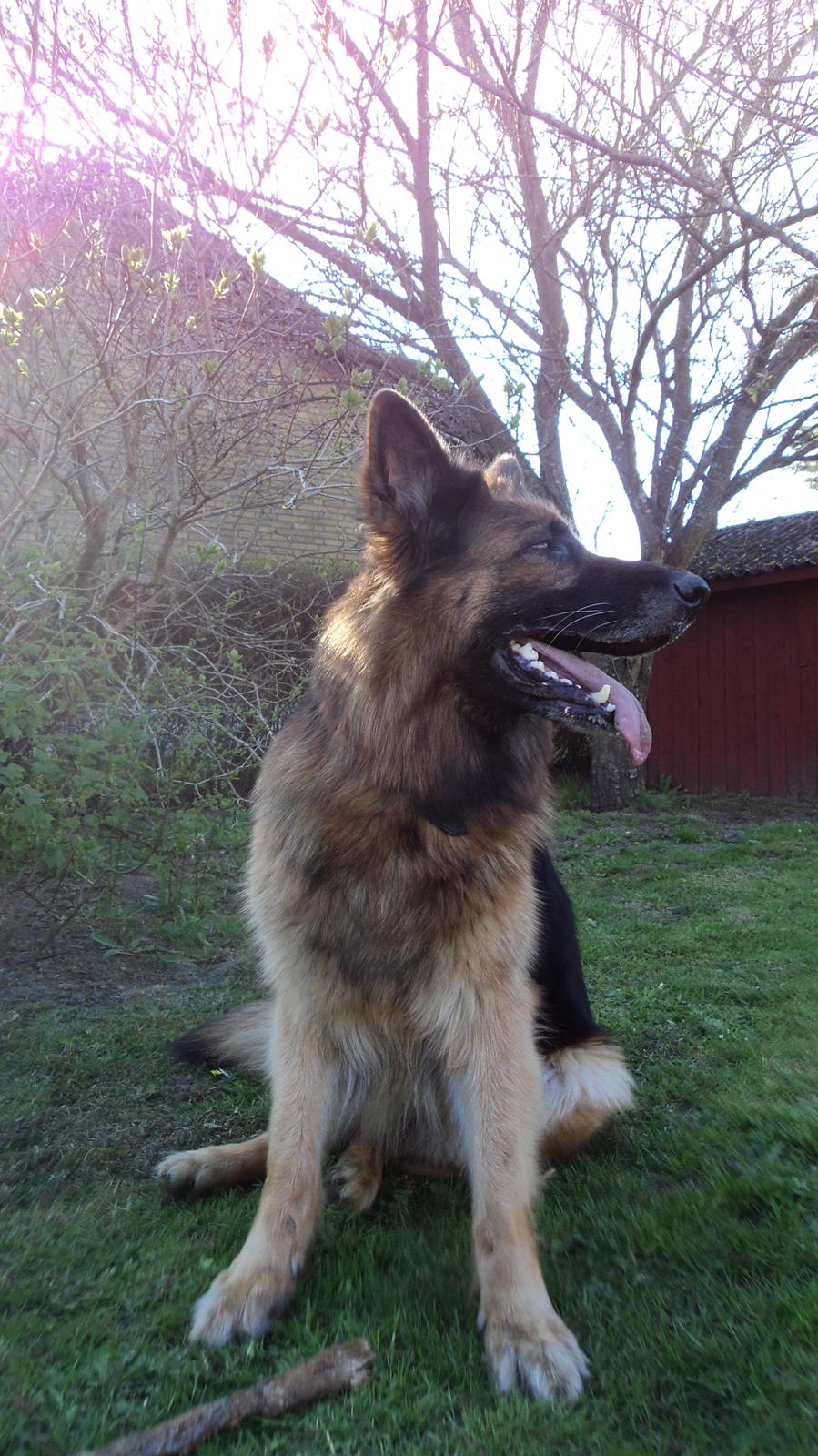 Schæferhund Freja billede 3