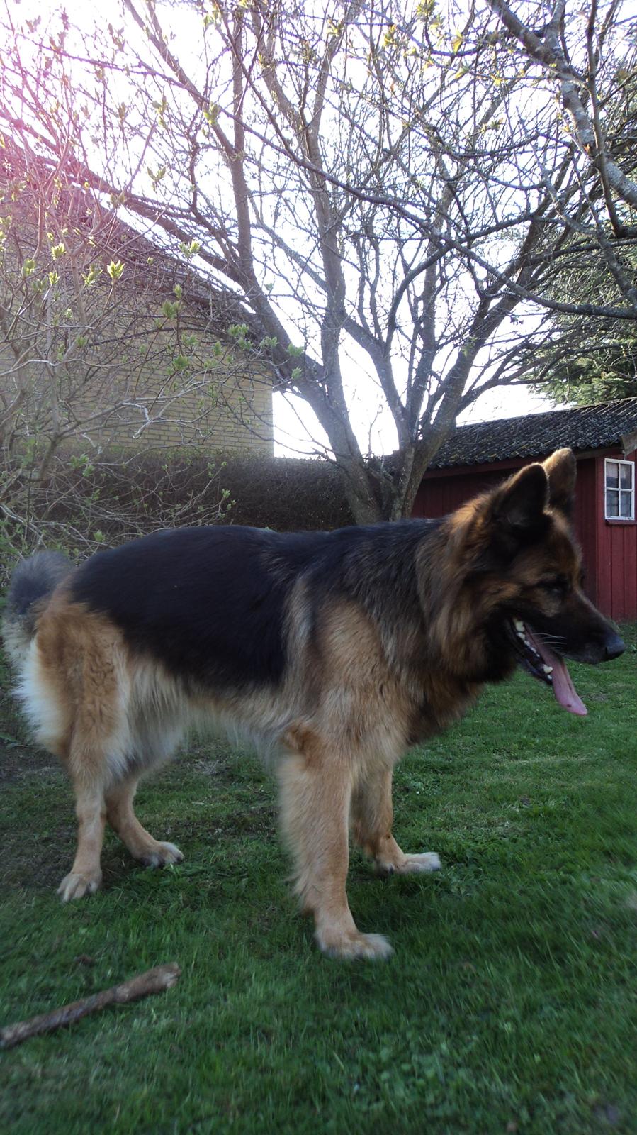 Schæferhund Freja billede 4