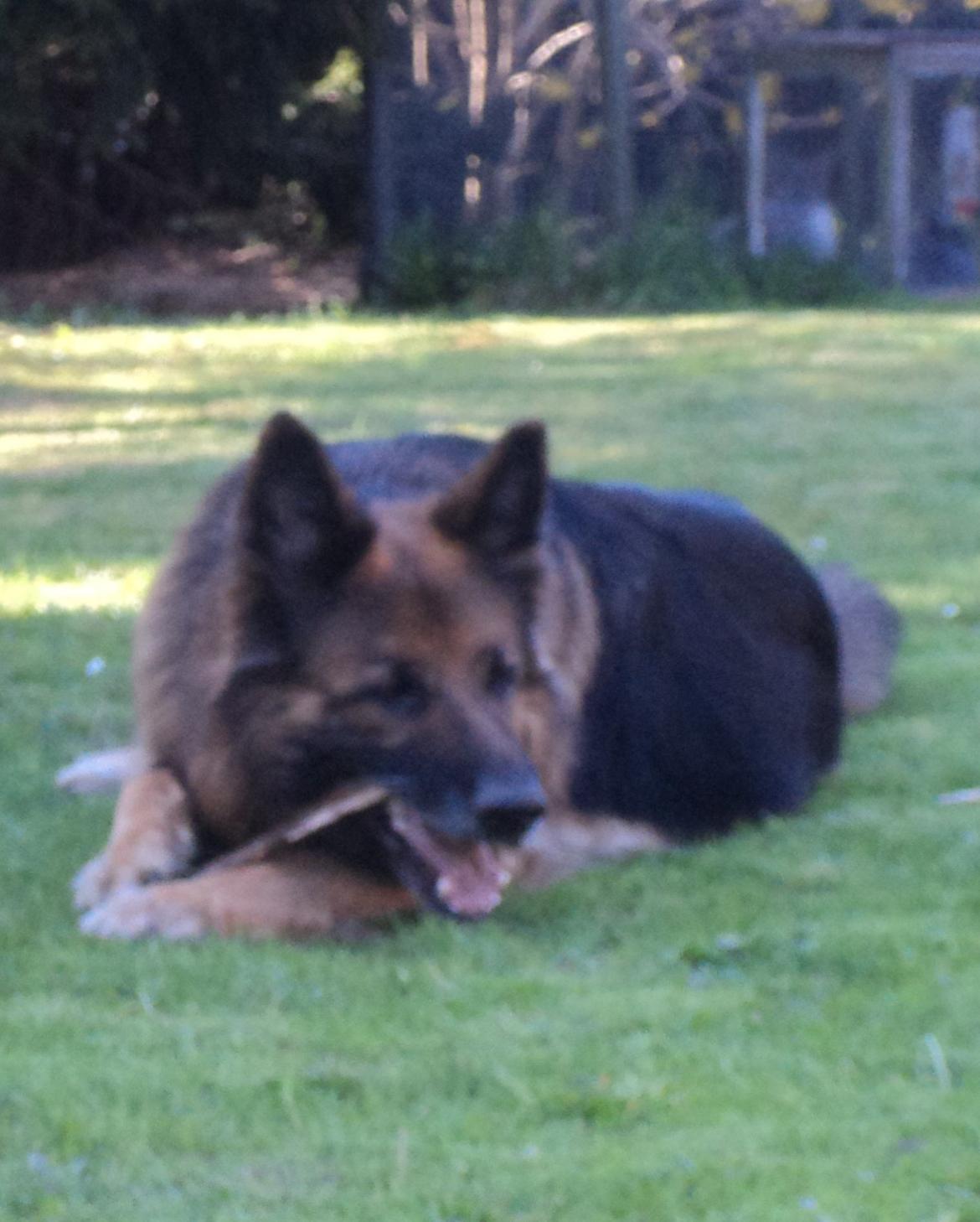 Schæferhund Freja billede 5