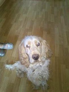 Engelsk springer spaniel Sofus - hej alle sammen og velkommen til min profil;-) billede 1