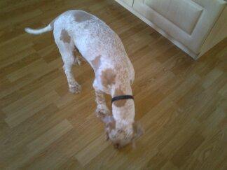 Engelsk springer spaniel Sofus - jeg leder og leder men jeg finder aldrig den godbid billede 2