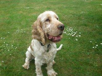 Engelsk springer spaniel Sofus - er jeg ikke fin eller hvad billede 3