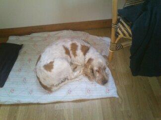 Engelsk springer spaniel Sofus - ej altså kan man nu heller ikke få ro til a sove billede 4