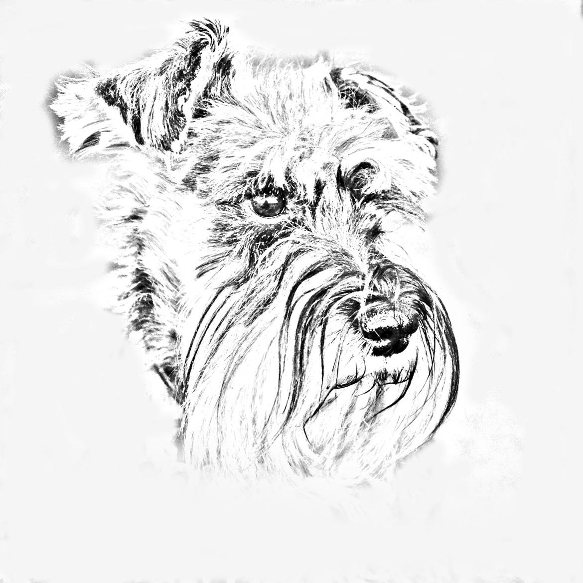 Dvaergschnauzer tulle billede 13