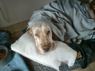 Engelsk springer spaniel Sofus - vi leger gemmeleg men i må ikke sige jeg er her:-) billede 5