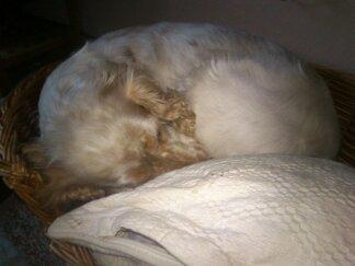 Engelsk springer spaniel Sofus billede 6