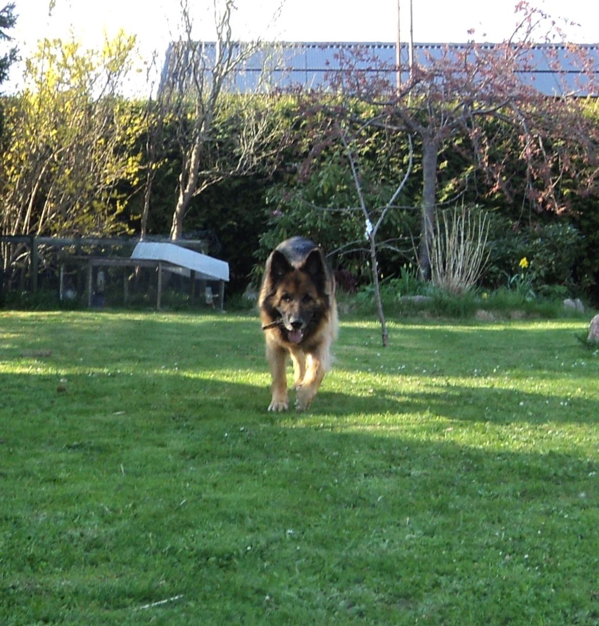 Schæferhund Freja billede 6