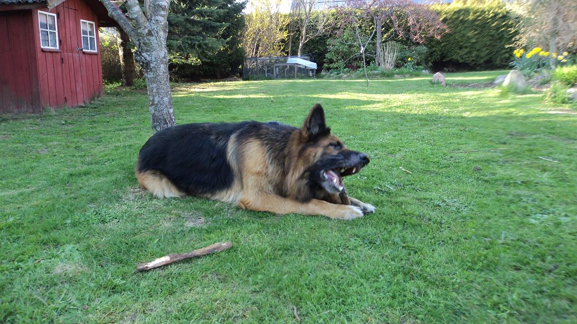 Schæferhund Freja billede 7