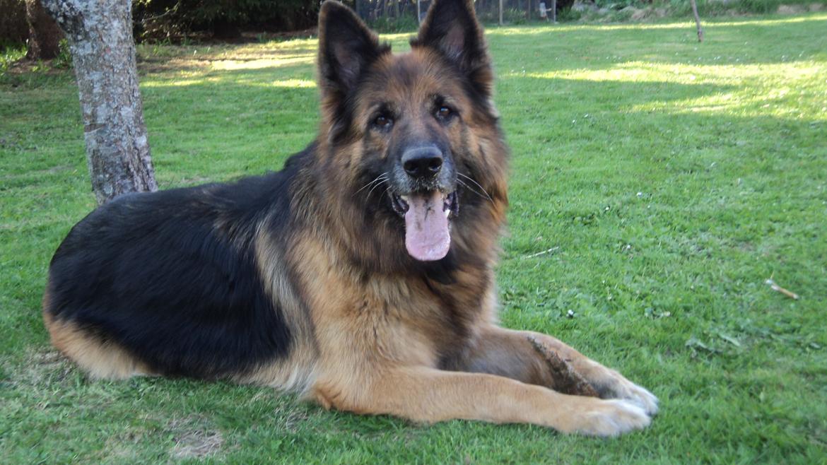 Schæferhund Freja billede 8