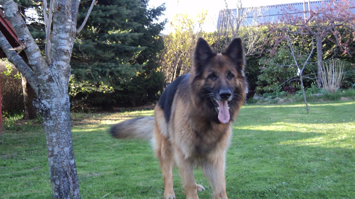 Schæferhund Freja billede 9