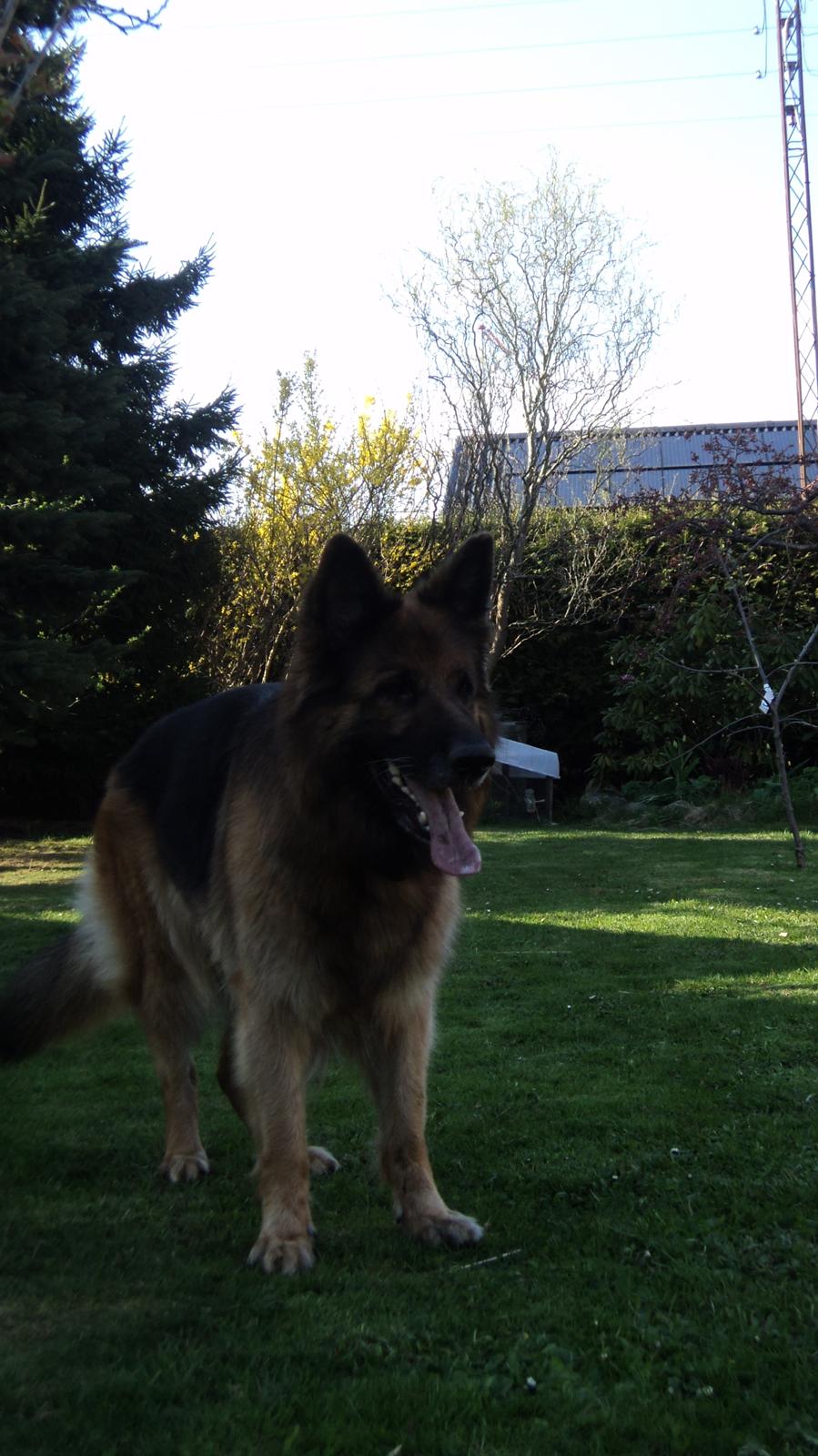 Schæferhund Freja billede 10