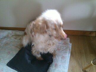 Engelsk springer spaniel Sofus billede 7