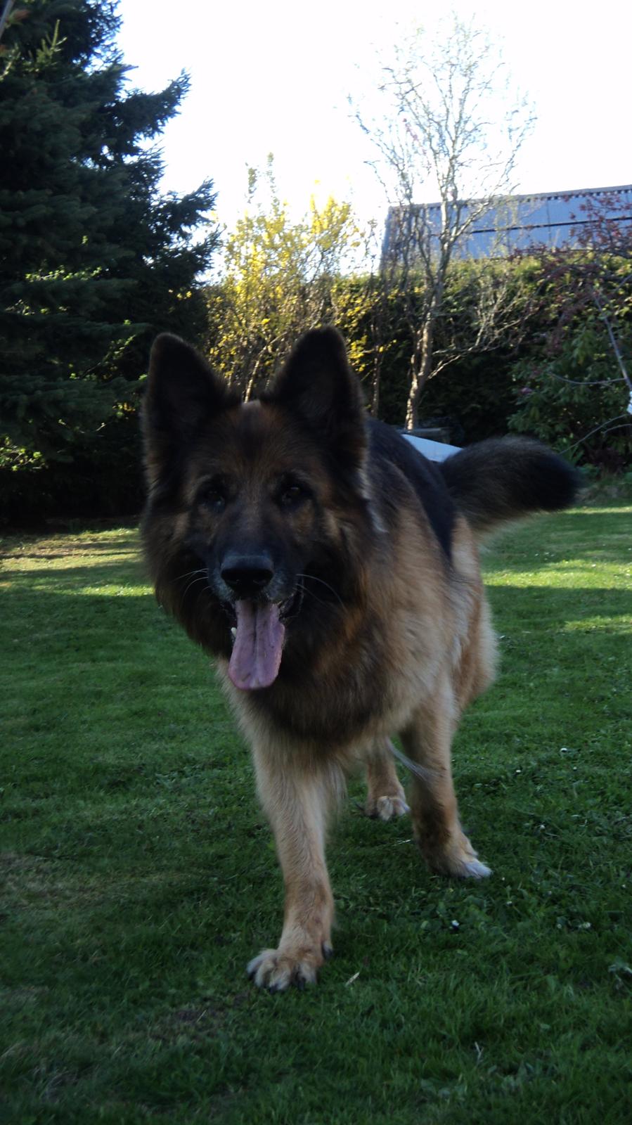 Schæferhund Freja billede 11