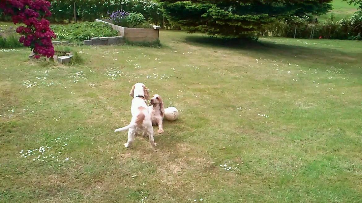 Engelsk springer spaniel Sofus billede 8