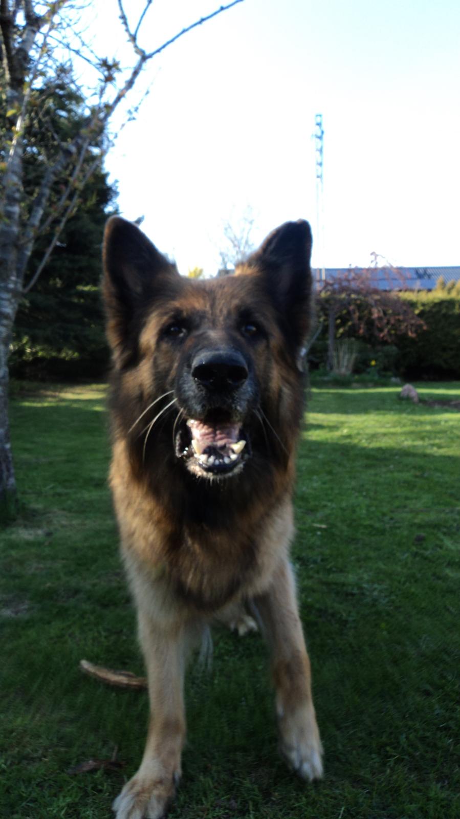 Schæferhund Freja billede 12