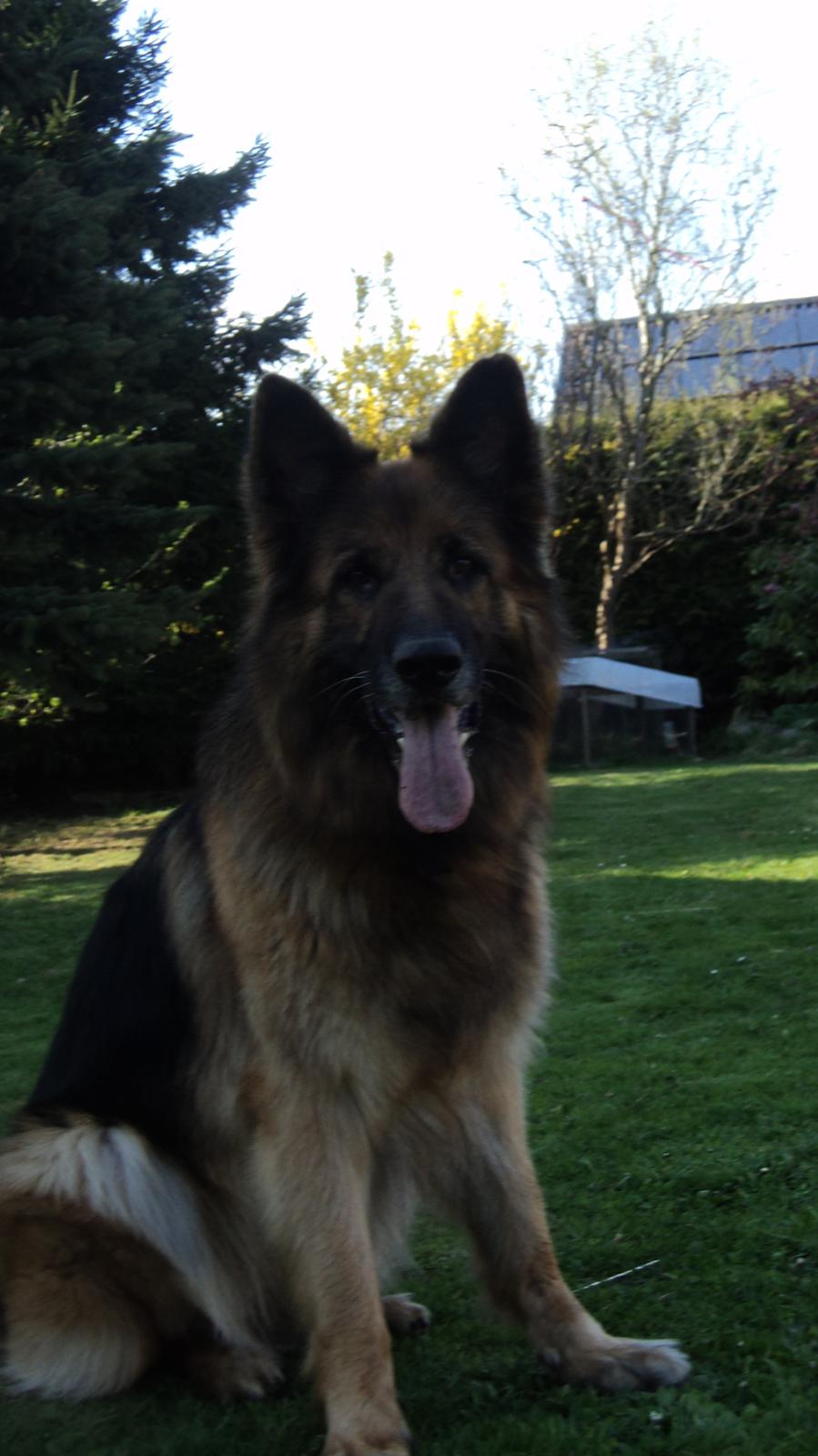 Schæferhund Freja billede 13