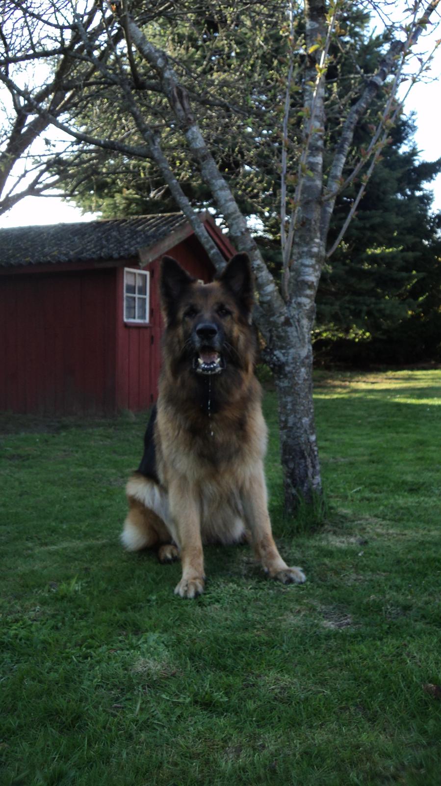 Schæferhund Freja billede 14